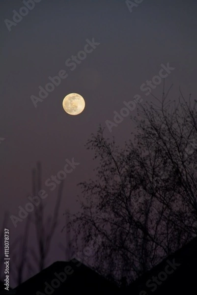 Obraz Full moon in the winter