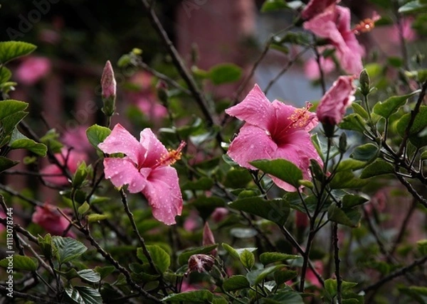 Obraz Dew drops on pink hibiscus