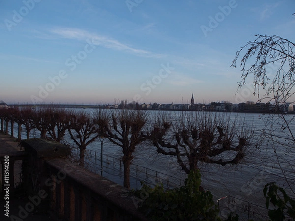 Fototapeta Bare trees on the riverbed of the Rhine during flooding in front of the Bonn skyline