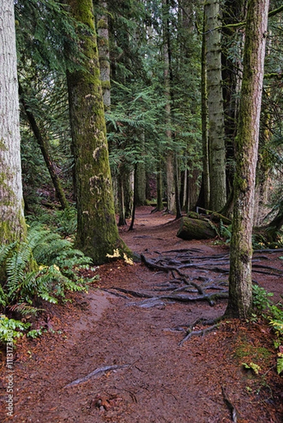 Fototapeta Pacific Northwest in autumn season on a hiking trail in a lush forest