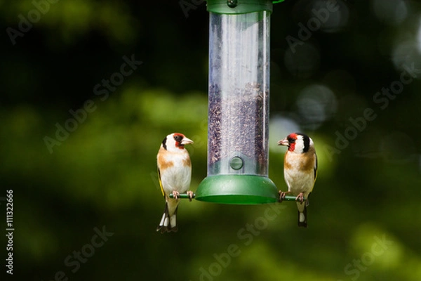 Fototapeta Two Goldfinch on Feeder