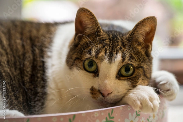 Obraz brown and white tabby resting 