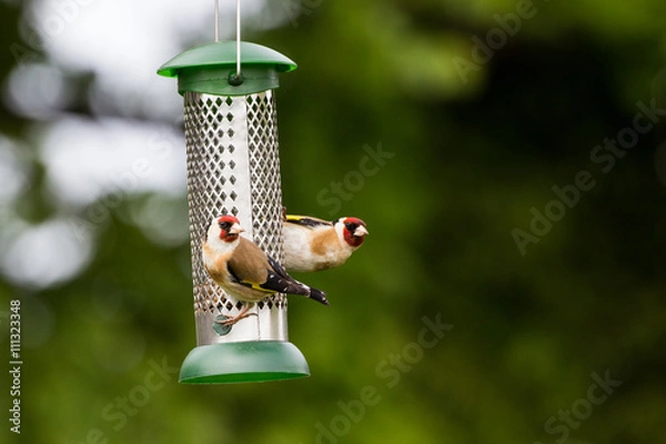 Fototapeta Two Goldfinch on Feeder