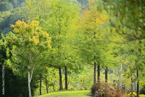 Fototapeta A picturesque autumn scene with Bald Cypress (Taxodium distichum) and other plants on a small hill. The leaves transition from green to yellow, creating a visually stunning, oil painting-like effect.