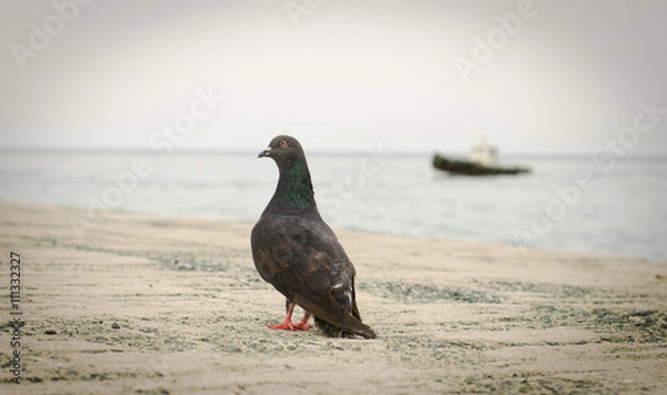 Obraz голубь на побережье моря наблюдающий за приближением корабля