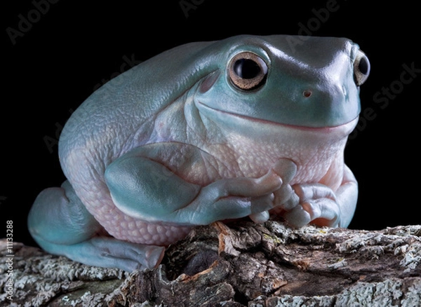 Obraz Tree frog after dark