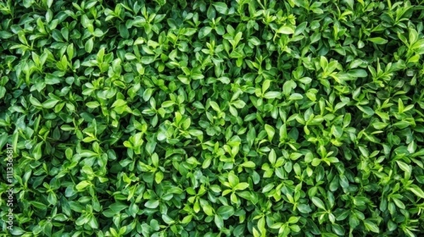 Fototapeta Green lawn with fresh grass outdoors. Nature spring grass background texture. - ai