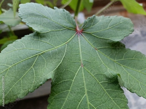Obraz Close-up View of a Green Okra Leaf Showcasing Its Texture and Structure in a Garden Setting
