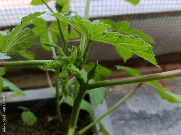 Obraz Healthy Okra Plant Growing in a Small Garden Container During the Daytime