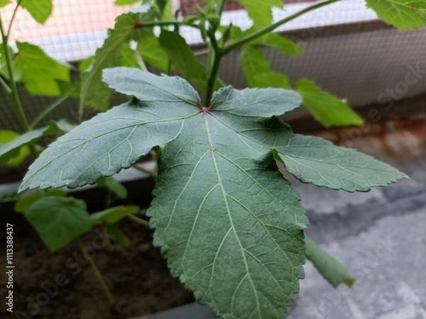 Obraz Healthy Okra Leaf Thriving in a Garden Setting With Green Foliage in the Background