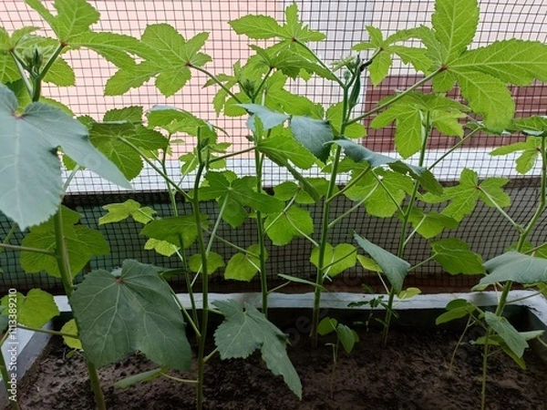 Obraz Okra Plants Thriving in a Balcony Garden During Warm Summer Days in an Urban Setting