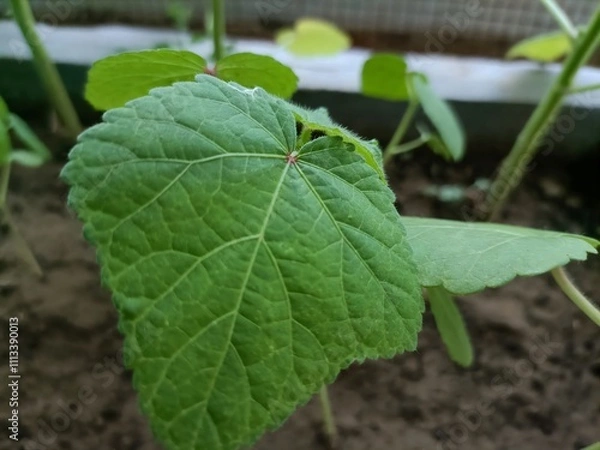 Obraz Close-up View of Green Plant Leaves in a Garden Setting During Early Afternoon