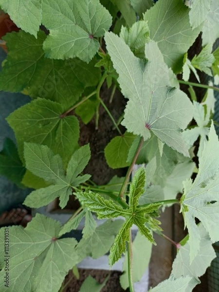 Obraz Plant Growth Displayed Through Green Leaves in a Home Garden on a Sunny Day