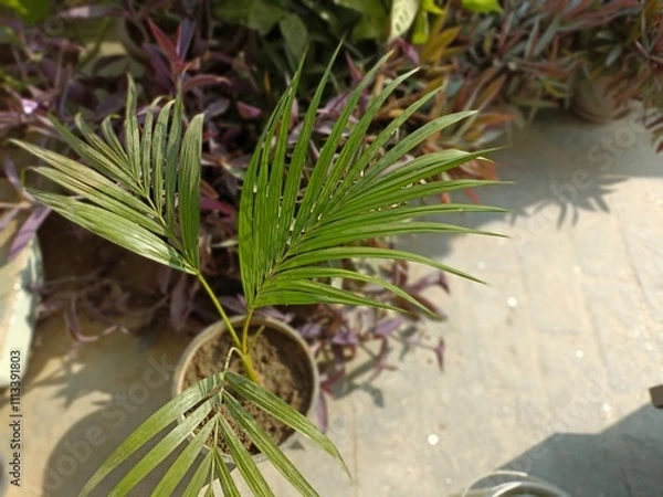 Obraz Lush Green Palm Leaves in a Pot on a Sunlit Patio Surrounded by Vibrant Plants