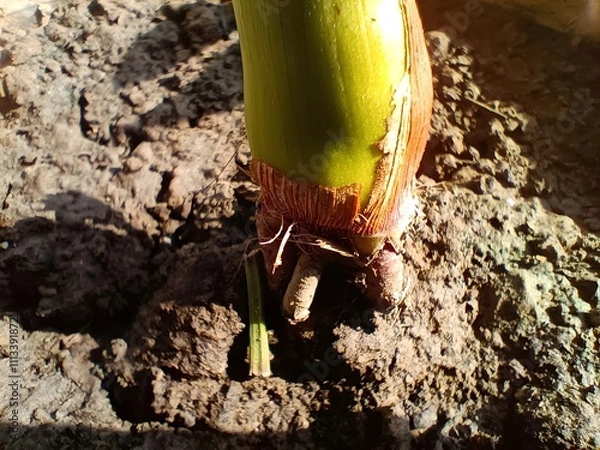 Obraz Close-up of Bamboo Shoot Emerging From the Ground With Roots Visible in Natural Sunlight