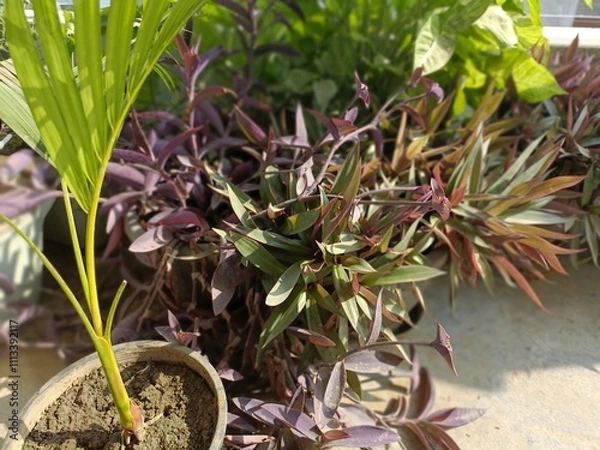 Obraz Vibrant Indoor Garden Showcases Lush Green Plants in a Sunny Corner, Highlighting Diverse Foliage Varieties