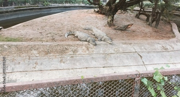 Obraz Crocodiles Sunbathing by the Water in a Wildlife Park During a Sunny Day