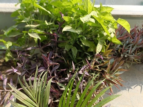 Obraz Garden Plants Thriving in Warm Sunlight on a Bright Afternoon in a Home Setting