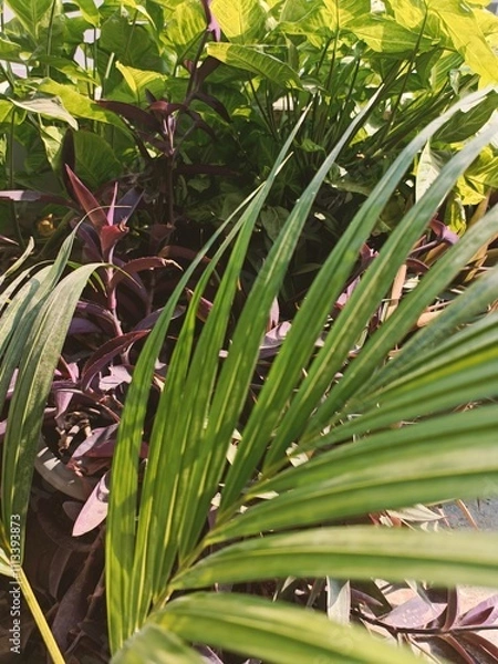 Obraz Lush Greenery Displayed in a Vibrant Indoor Plant Arrangement for Natural Decoration and Tranquility