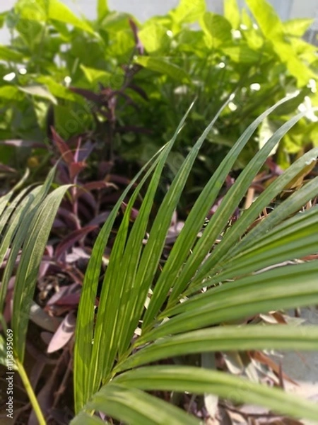 Obraz Lush Green Plants Thriving in a Garden During Bright Daylight