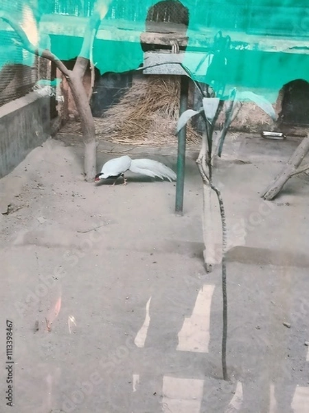 Obraz White Bird Foraging in a Sandy Enclosure With Plants and Branches