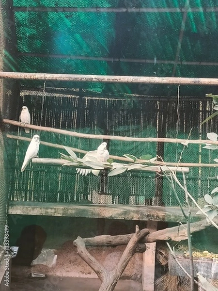 Obraz Budgies Perched on Wooden Branches Inside a Colorful Aviary During Daylight Hours