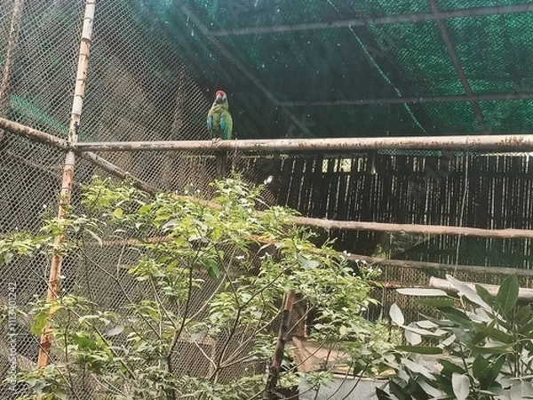 Obraz Colorful Bird Perched Amidst Greenery and Wooden Structure in an Outdoor Enclosure During Daylight Hours