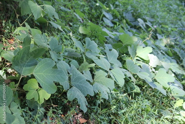 Fototapeta Image of a kudzu tree blooming on the Daecheongcheon trail