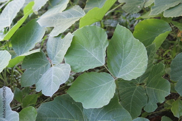 Fototapeta Image of a kudzu tree blooming on the Daecheongcheon trail