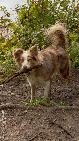 Obraz Brown dog biting a branch
