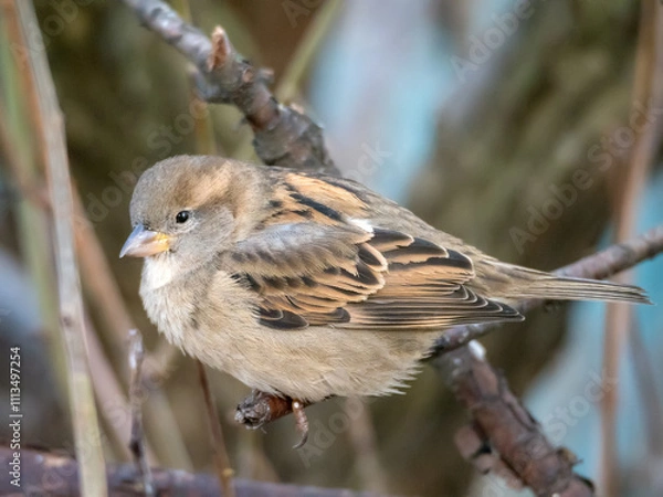 Obraz sparrow on a branch close up