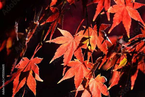 Obraz 陽だまりの紅葉したイロハモミジ