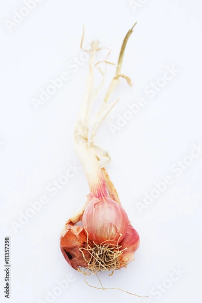 Obraz Shallots isolated on white background 