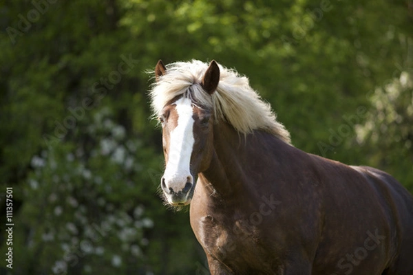 Obraz Draft Horse portrait