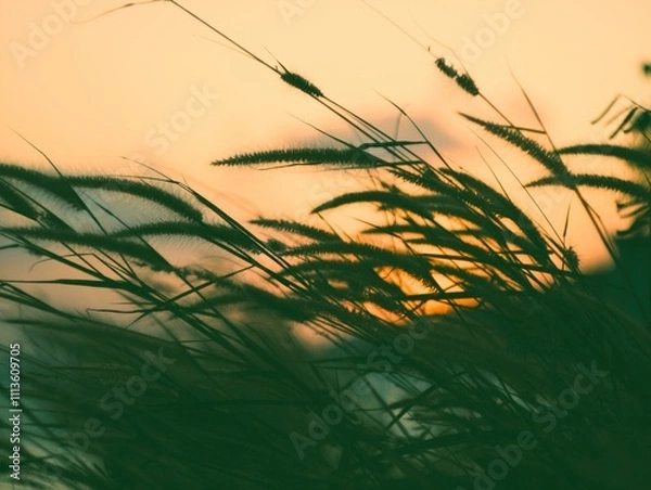 Obraz sunset in the field