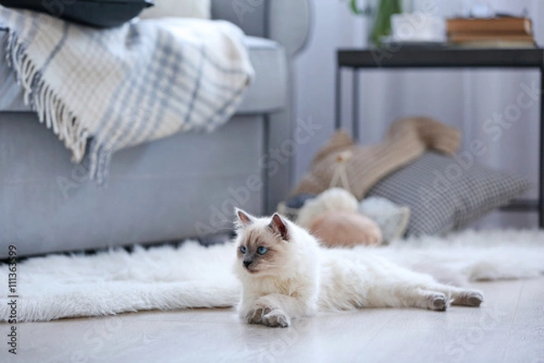 Fototapeta Color-point cat lying on a floor in living room