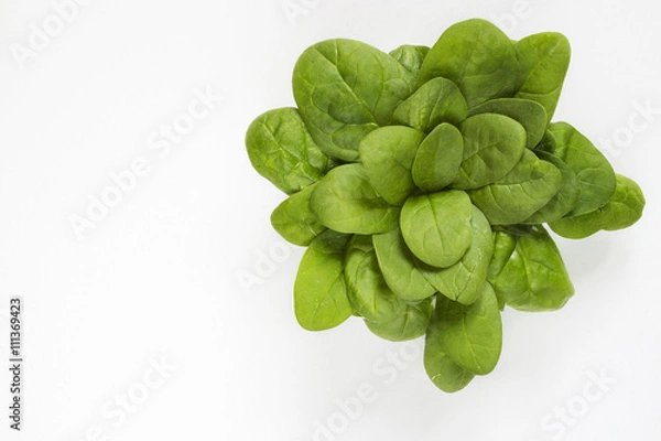 Obraz Spinach