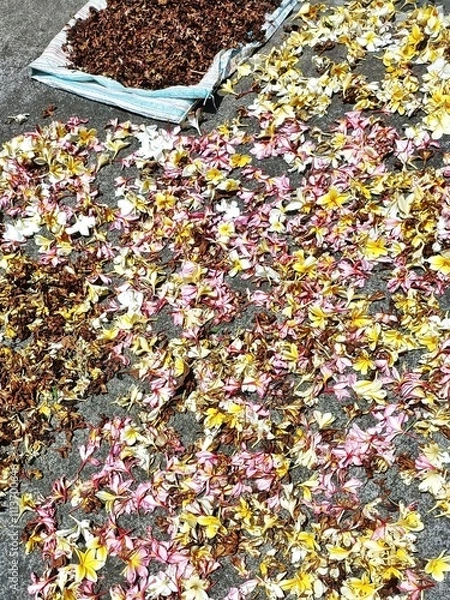Fototapeta Pink and yellow plumeria frangipani blossoms drying in the sun with brown dried flowers at the top in Bali Indonesia