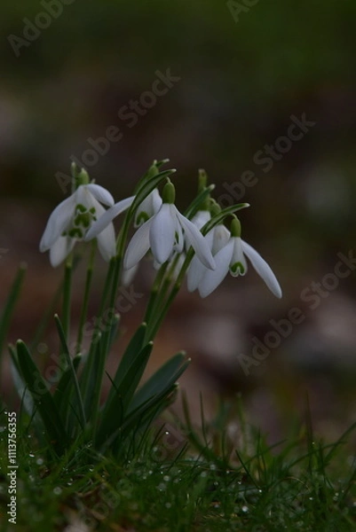 Obraz Schneeglöckchen - Flower