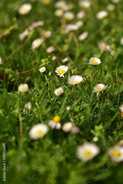 Obraz Wiesenblümchen - Meadow flowers