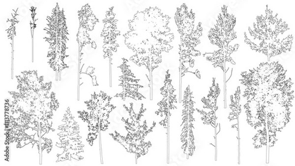 Fototapeta Set of coniferous and deciduous trees for architecture and landscape design, line drawing, contour. Vector illustration