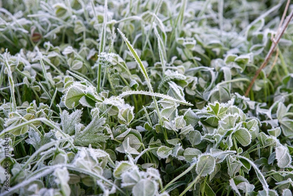 Fototapeta Frost-Covered Clover Leaves in Morning Chill