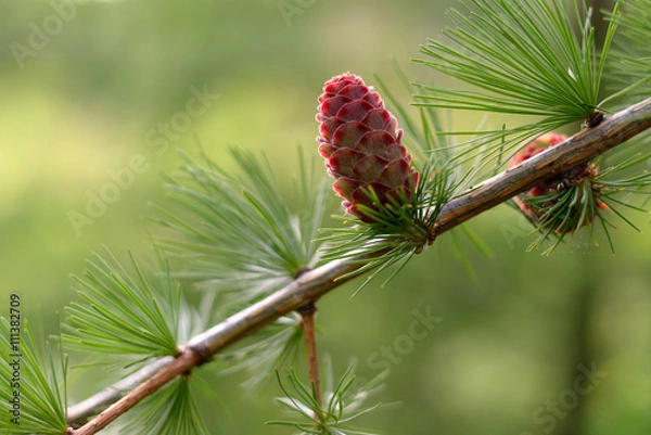Obraz Young larch cones