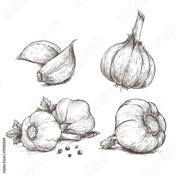 Obraz Wektor ręcznie rysowane zestaw czosnku. Zioła i przyprawy szkic ilustracji