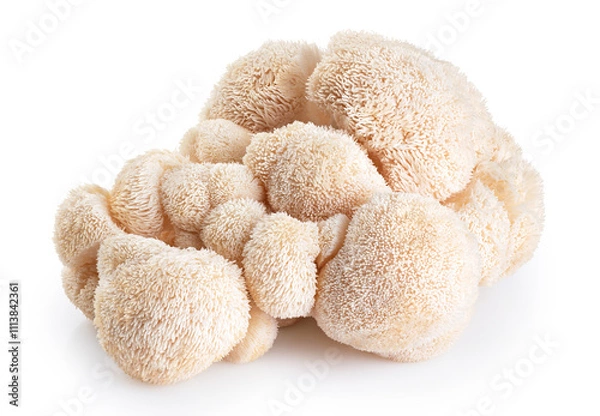 Fototapeta Lion's Mane mushroom isolated on white background. With clipping path.