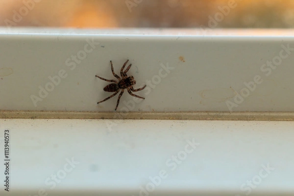 Fototapeta Small spider on a windowsill, close-up view.