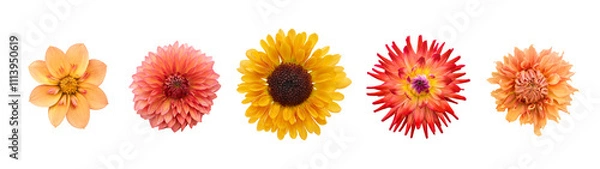Obraz A collection of real autumn yellow, orange and red dahlia flower heads isolated against a transparent background for design elements.