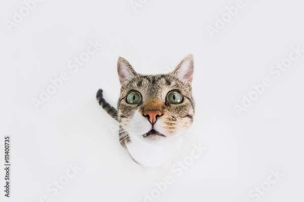 Obraz Funny cat Surprised  sitting and looking to camera isolated on black background.Close-up funny cat.