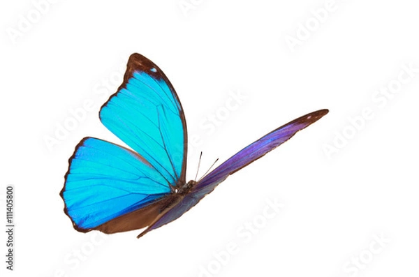 Fototapeta Blue tropical butterfly.