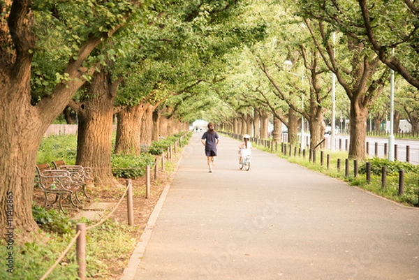 Fototapeta イチョウ並木